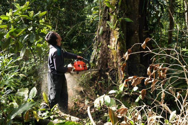 How Our Tree Care Process Works  in Tahoma, CA